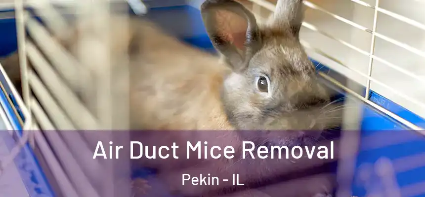  Air Duct Mice Removal Pekin - IL